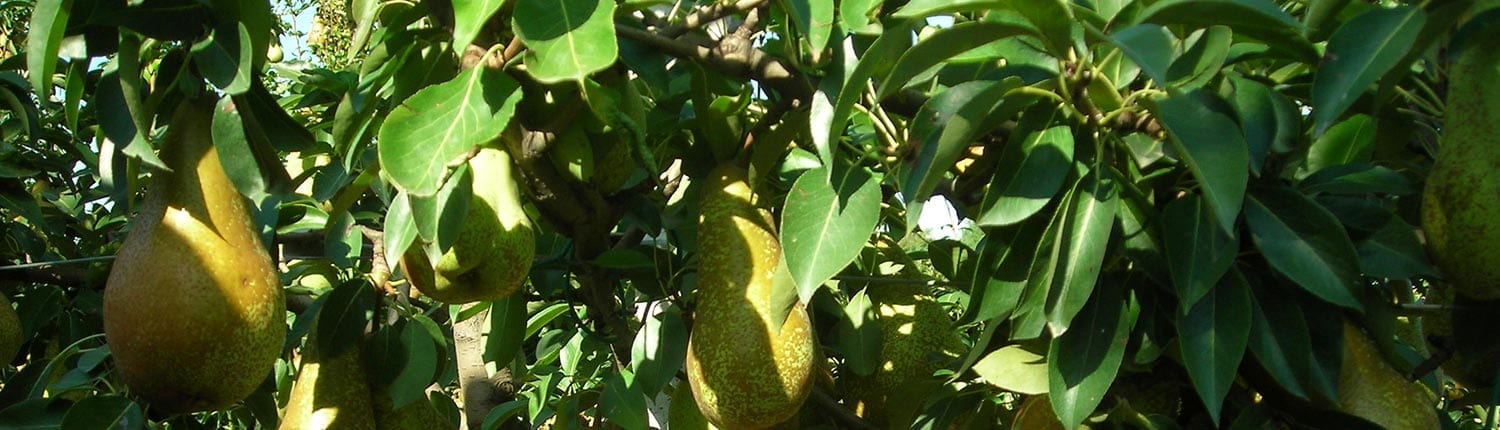 Pears