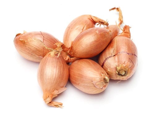 Shallot