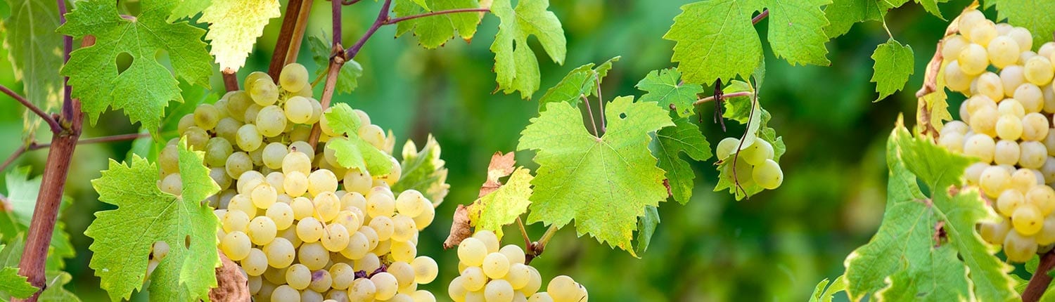 White grapes