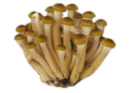 Honey fungus