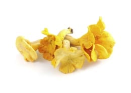 Chanterelle