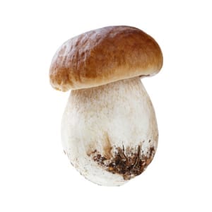 Porcini