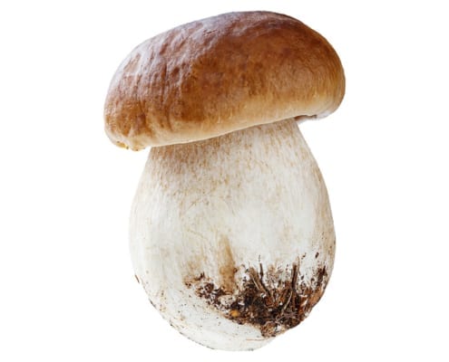 Porcini