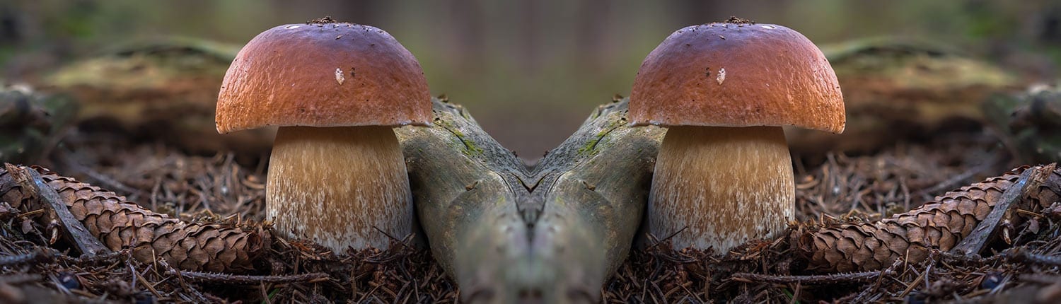 Porcini