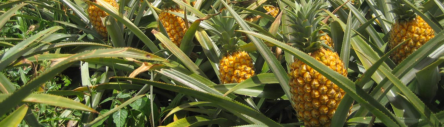 Ananas