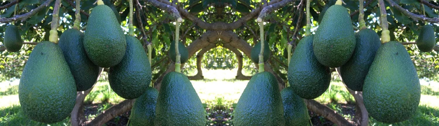 Avocado