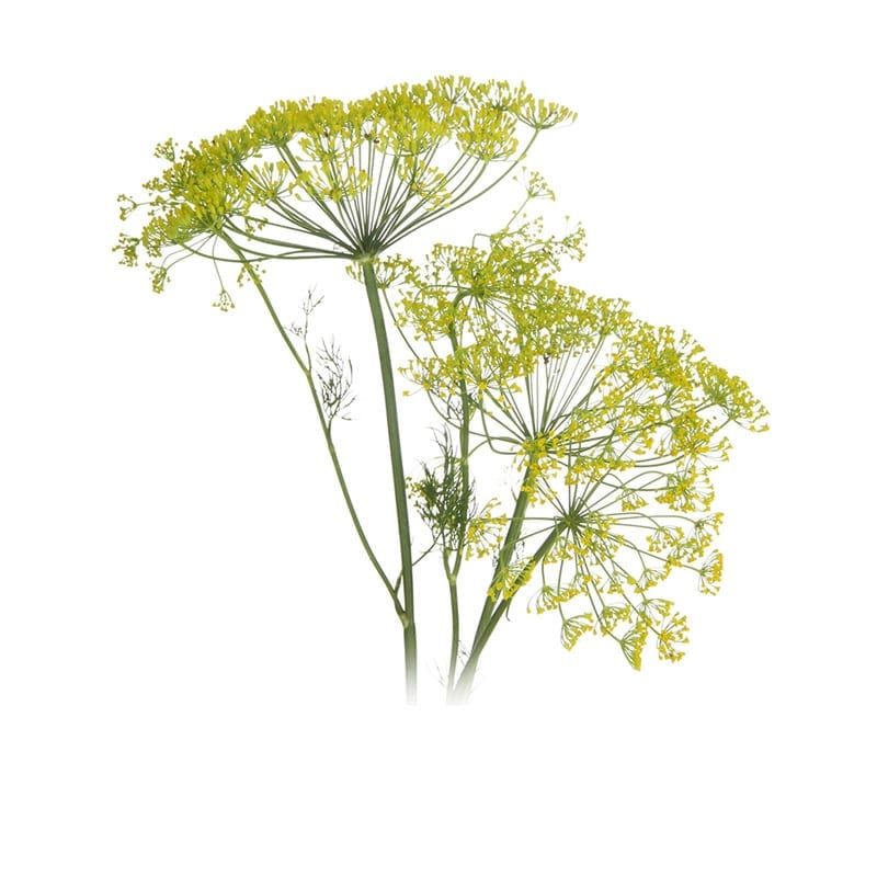 Fennel herb