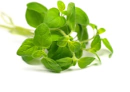 Marjoram