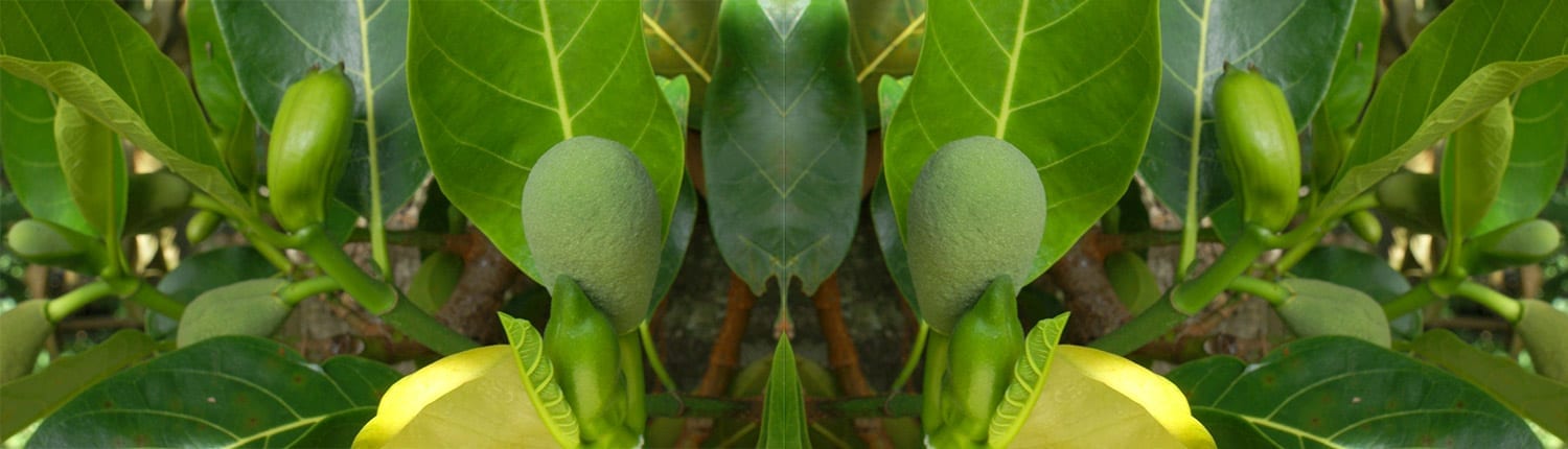Papaya