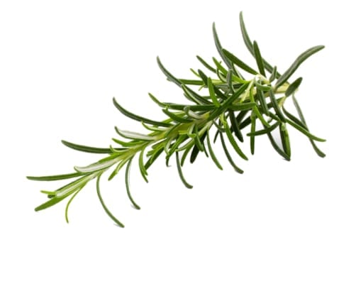 Rosemary
