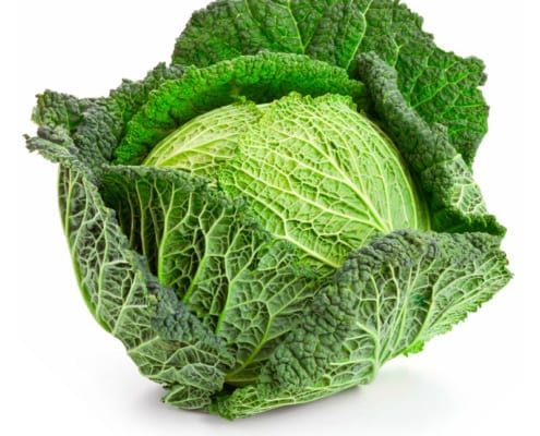 Savoy cabbage