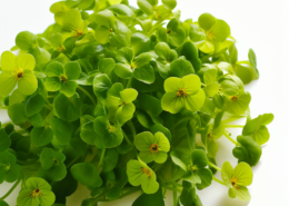 Mustard Cress