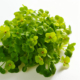 Mustard Cress