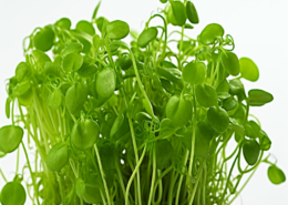 Affilla Cress