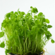 Affilla Cress