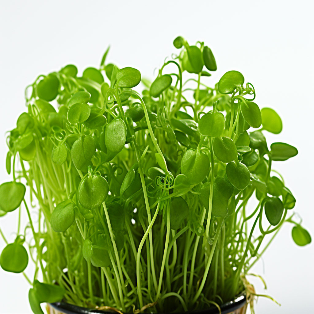 Affilla Cress