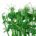 Affilla Cress