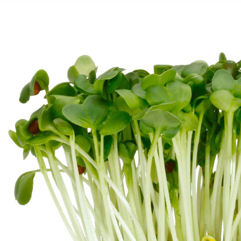 Daikon Cress