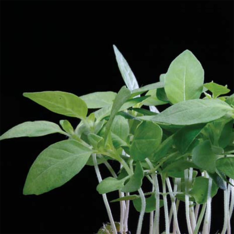 Limon Cress