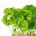 Limon Cress
