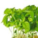 Limon Cress