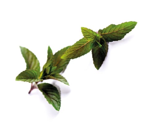 Moroccan mint