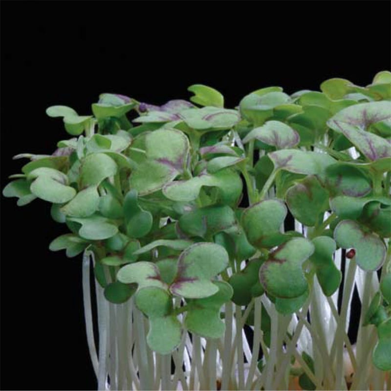 Mustard Cress