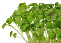 Mustard Cress