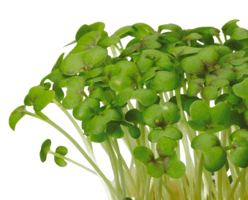 Mustard Cress