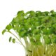 Mustard Cress
