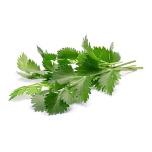 Pimpinella