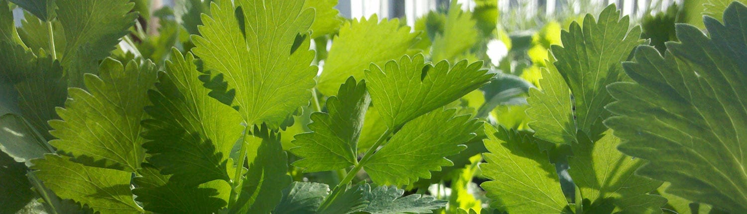 Salad burnet