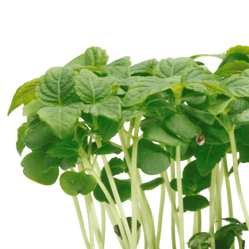 Shiso Green