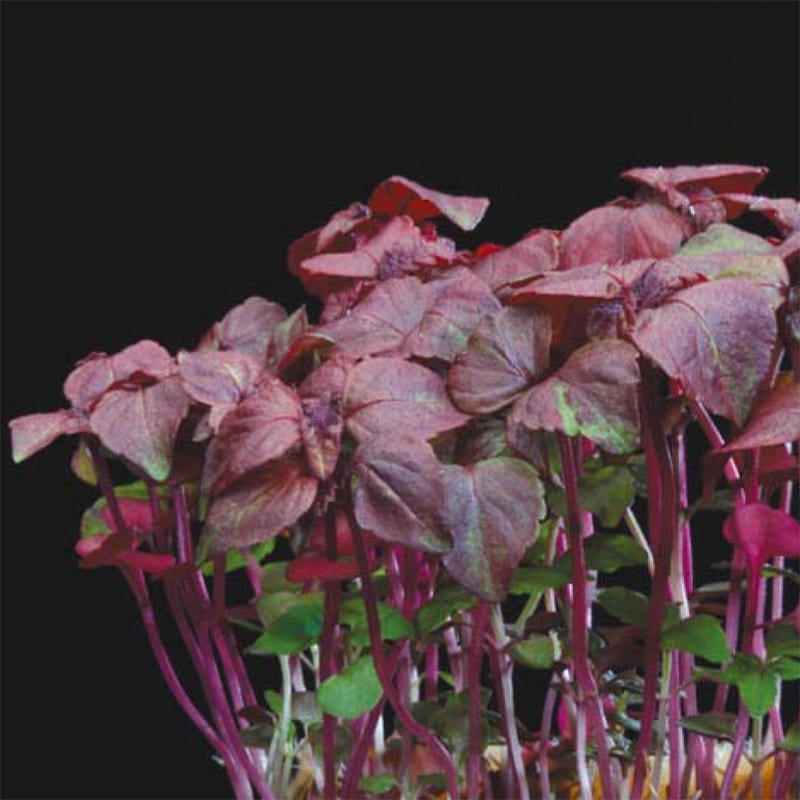 Shiso Purple