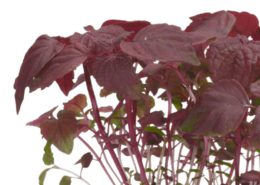 Shiso Purple
