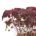 Shiso Purple