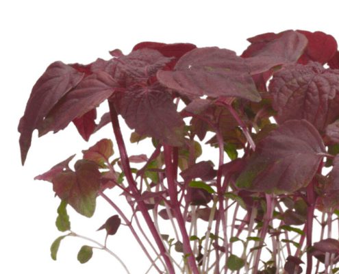 Shiso Purple