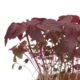 Shiso Purple