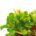 Vene Cress