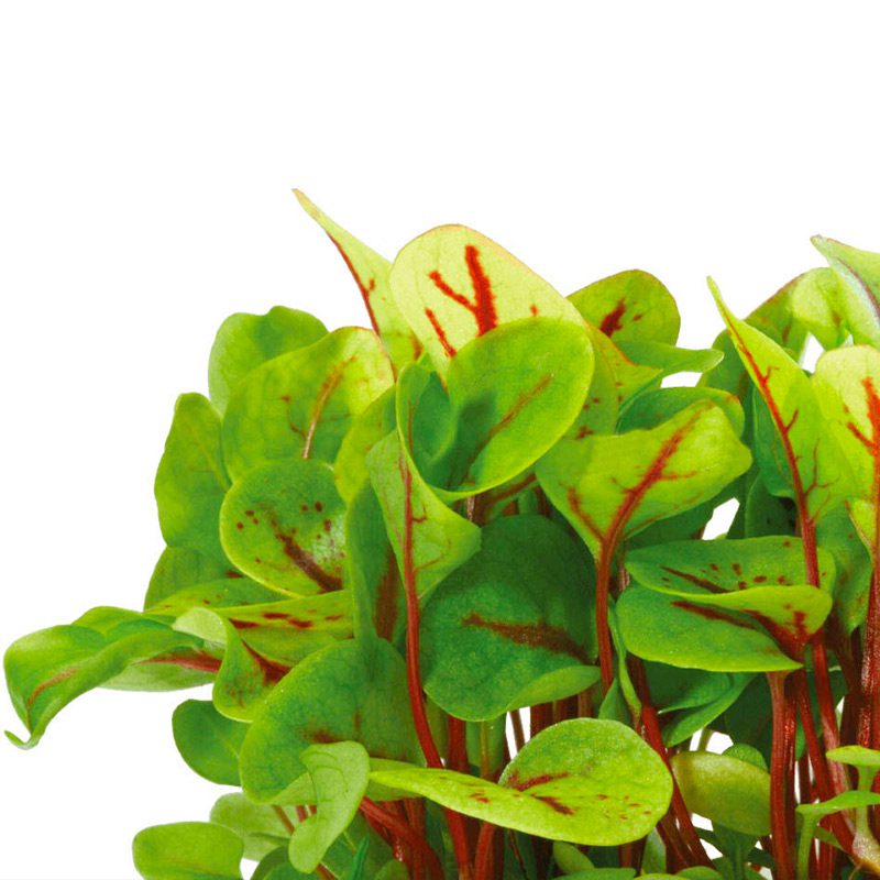 Vene Cress