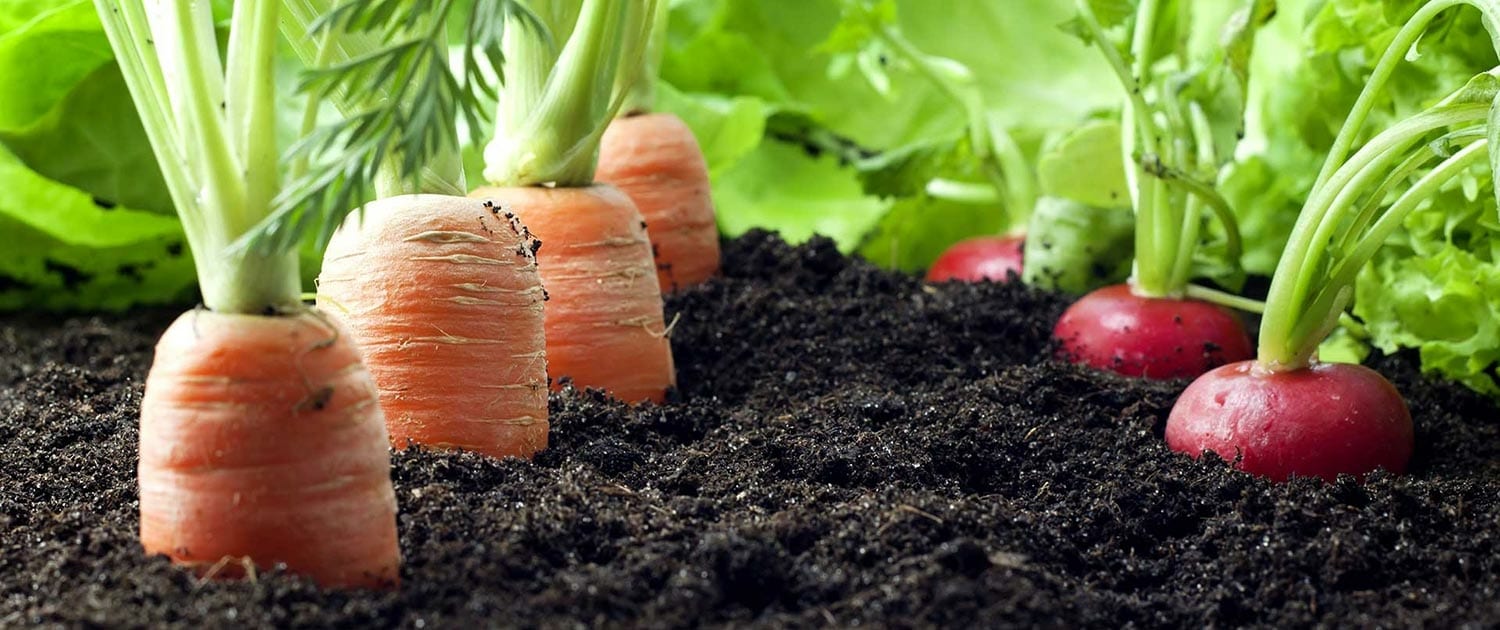 VegetAmo Passione OrtoFrutta F.lli Brambilla Milano