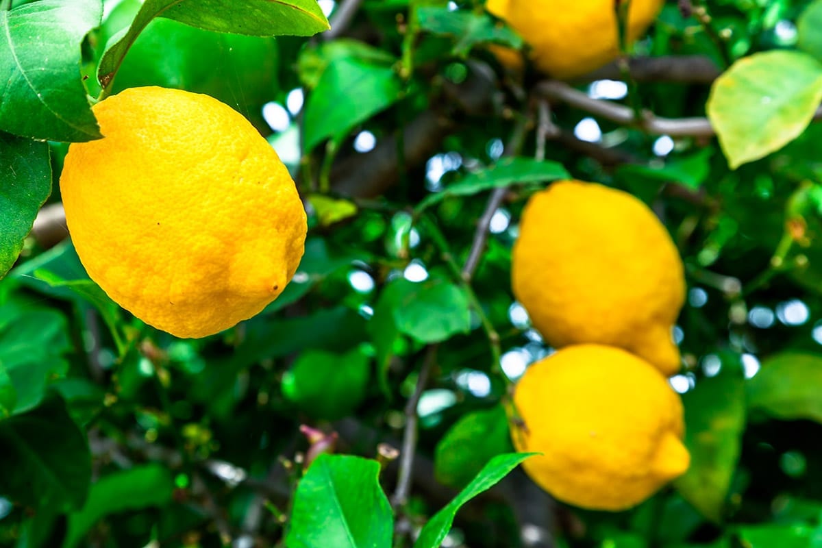 Le qualità di un capolavoro della natura… il limone
