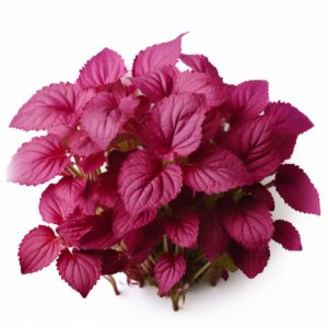 Shiso Purple