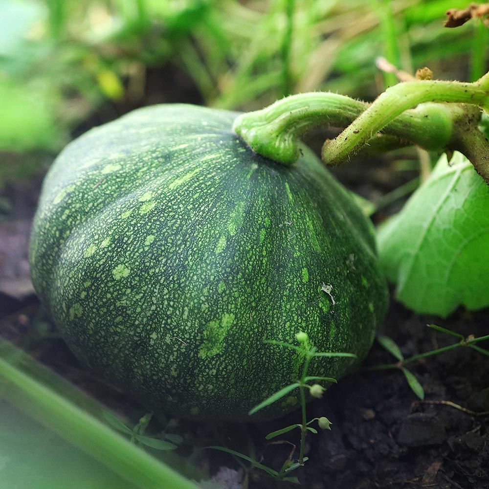 Una zucca non fa primavera