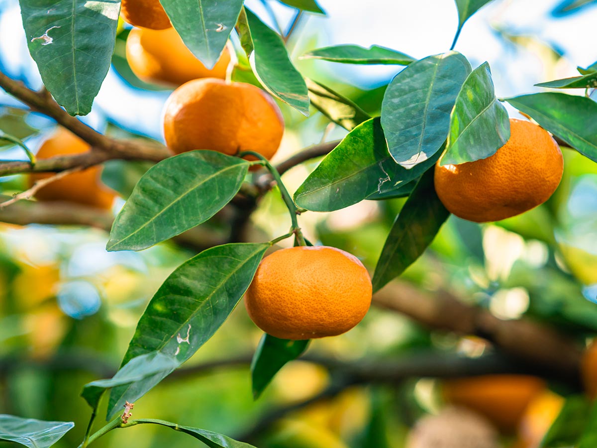 Mandarino un frutto “pop” amato in tutto il mondo