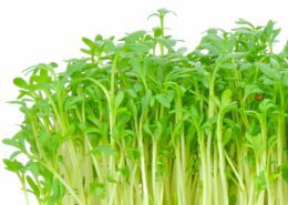 Crescione d'acqua - Water Cress