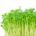 Crescione d'acqua - Water Cress