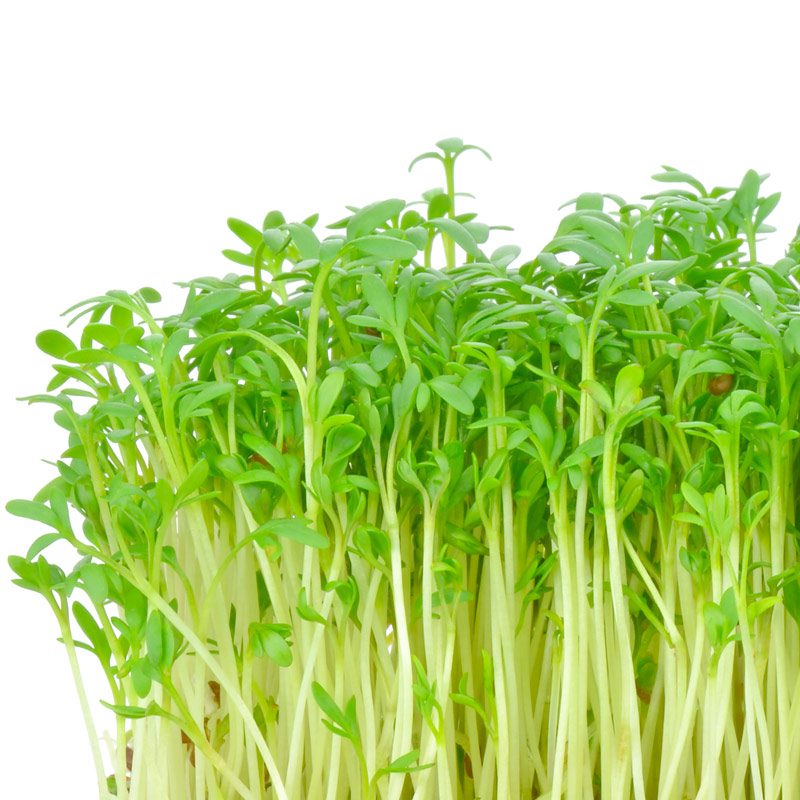 Crescione d'acqua - Water Cress