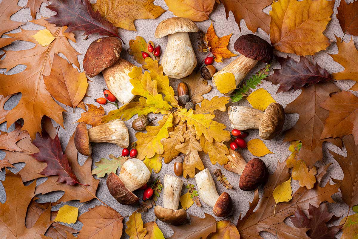 Settembre - La transizione verso l'autunno nei sapori e nei colori