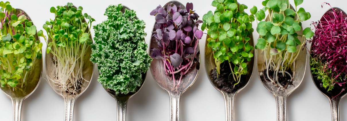 Erbe aromatiche rare e specialità botaniche per l'alta gastronomia